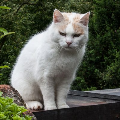 weiße katze