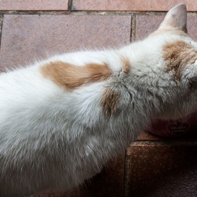 weiße katze