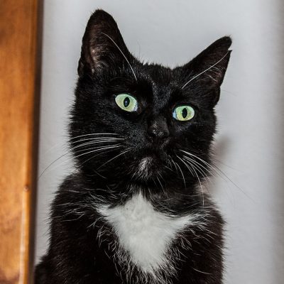 kater