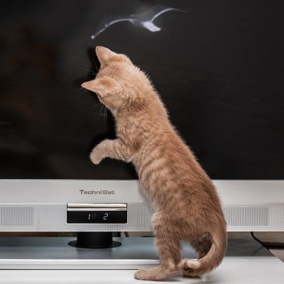 Fernsehen