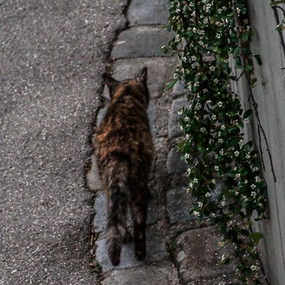 katze