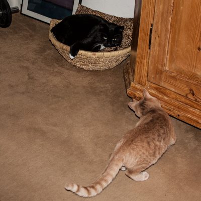 zwei katzen