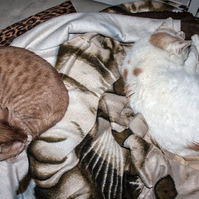 weiße katze