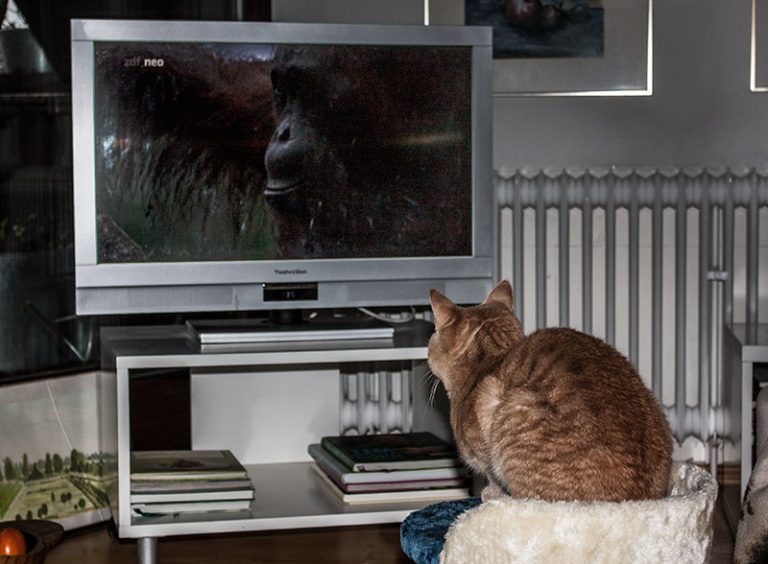 Fernsehen