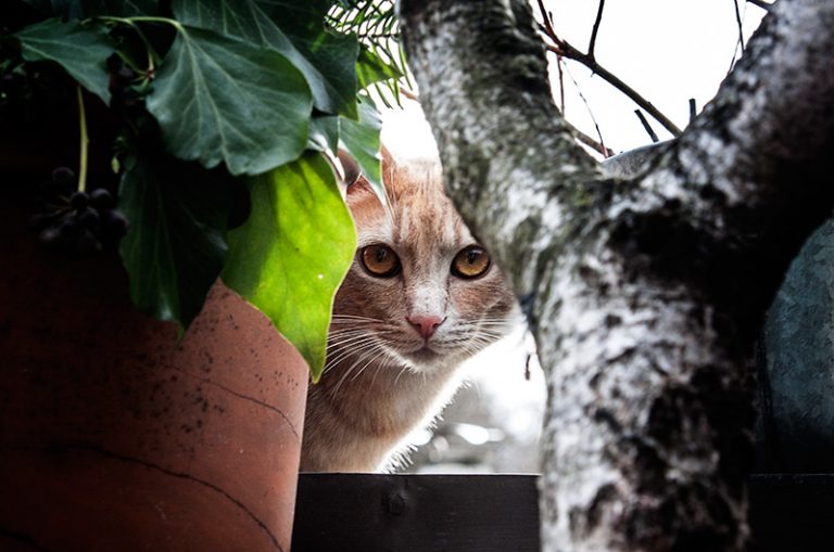 kater-im-baum