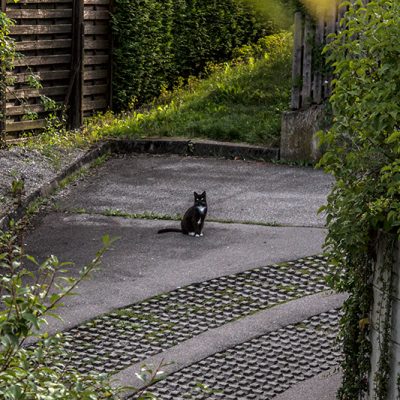 kater moritz