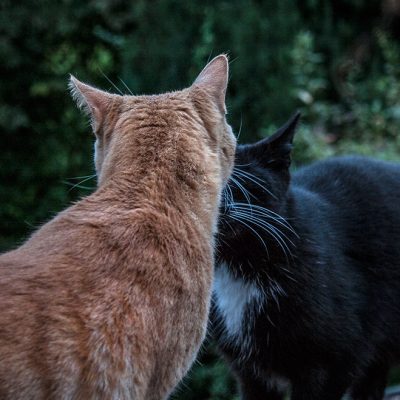 zwei Kater