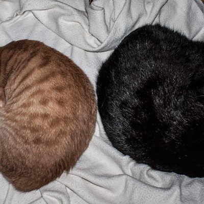 zwei Kater