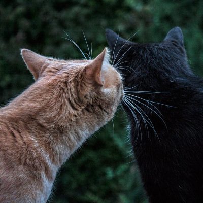 kater