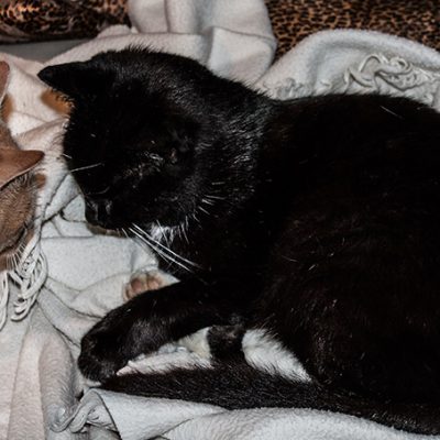 kater