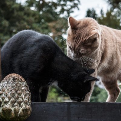zwei Kater