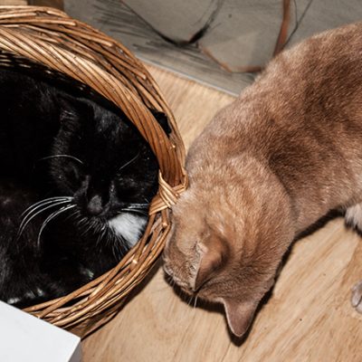 zwei Kater