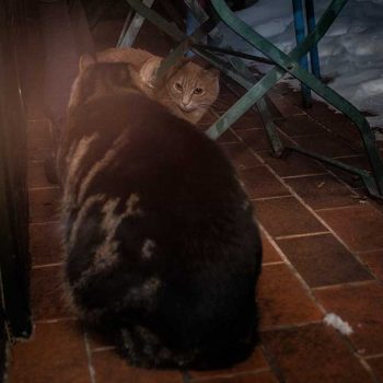 kater-martl