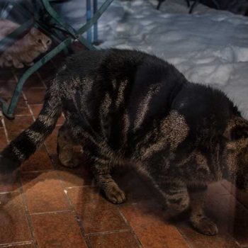 kater-martl-kommt-zu-besuch