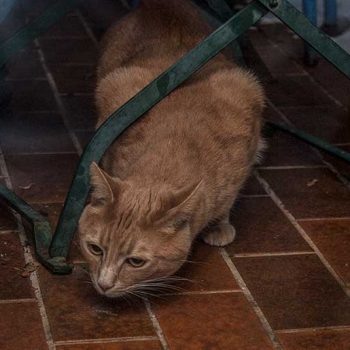 kater-rosso
