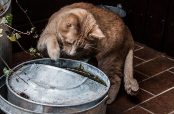 kater