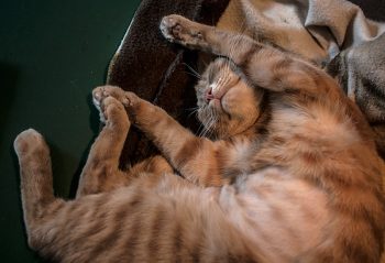 kater