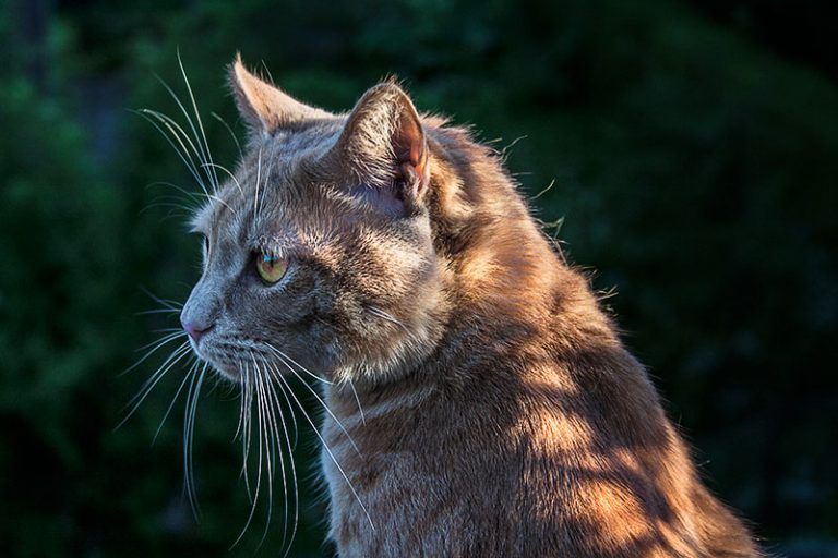 kater-im-abendlicht