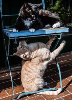 katerspiele