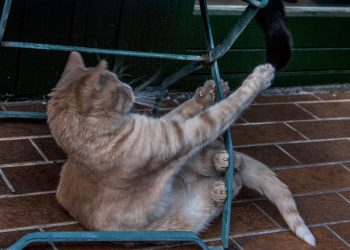 katerspiele