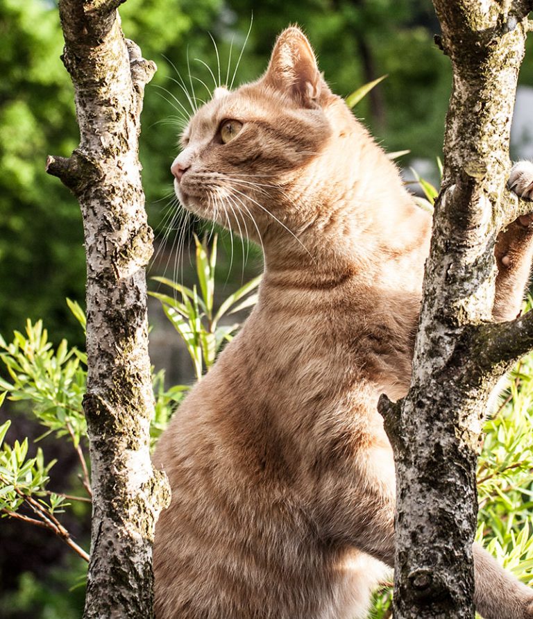 kater-im-baum