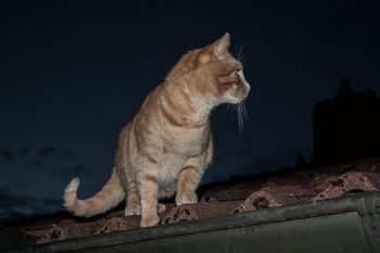 junikaefer
