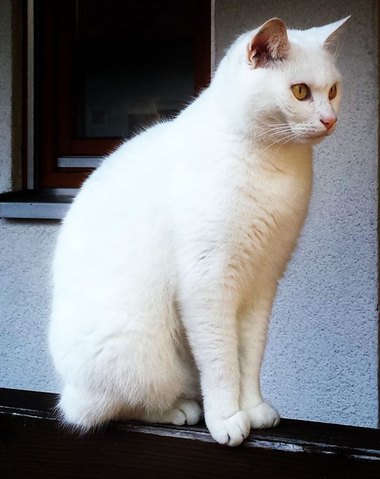 weiÃƒÅ¸er Kater