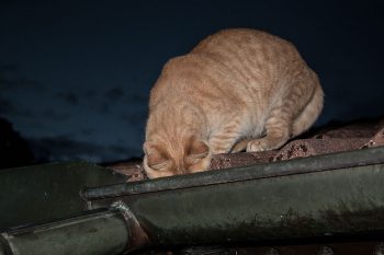junikaefer
