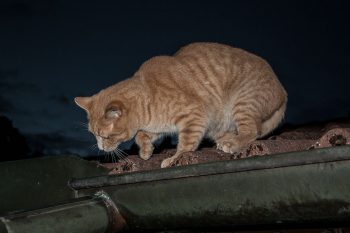junikaefer