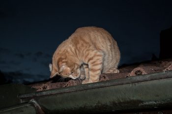 junikaefer