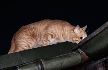 junikaefer