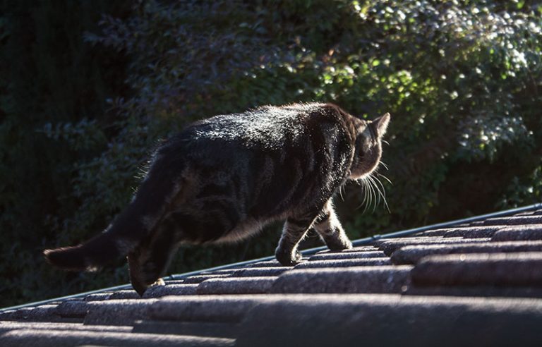 katzenbesuch