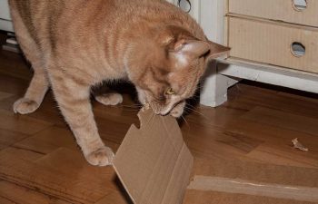 Kater Rosso