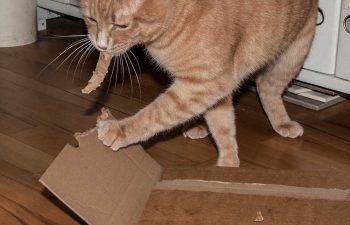 Kater Rosso