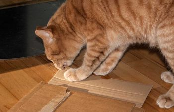 Kater Rosso