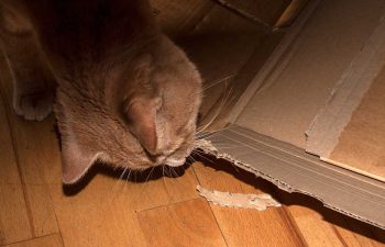 Kater Rosso