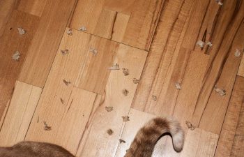 Kater Rosso