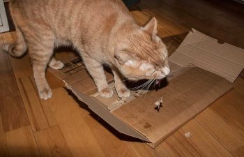 Kater Rosso