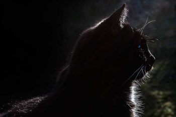 schwarzer Kater