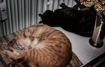 Katzen-winter