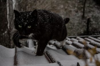 schwarzer Kater