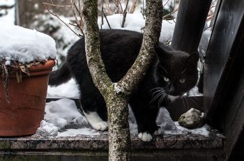 Katzen-winter