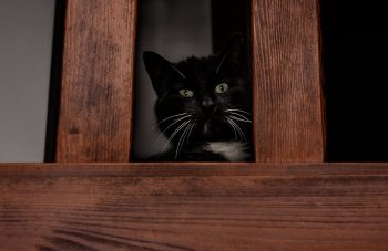 Katzen-winter