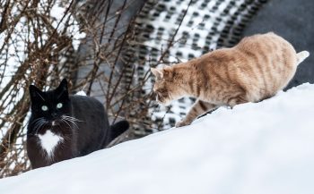 Katzen-winter