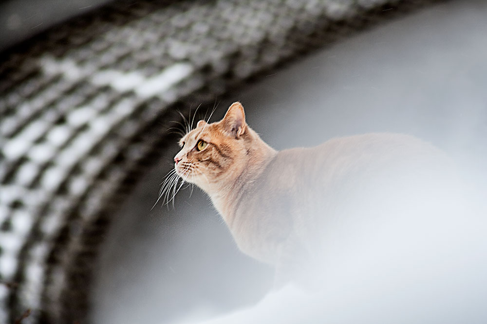 roter kater im schnee