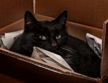 Katzen-winter