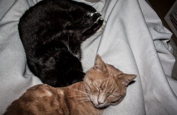 Katzen-winter