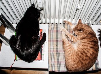 Katzen-winter