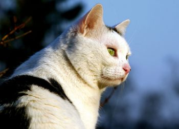 Kater Felix