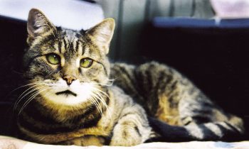 Kater Fritz